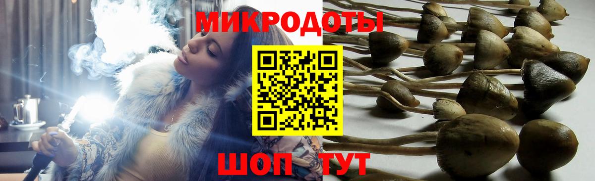 Псилоцибиновые грибы Psilocybine cubensis Торжок